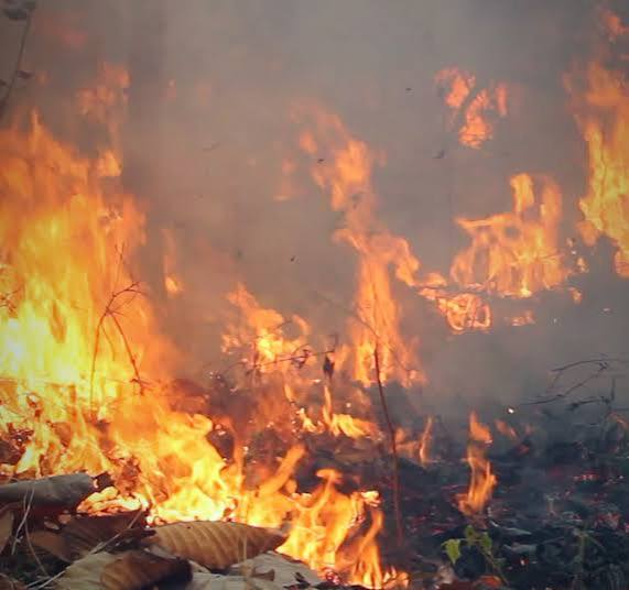 Zakynthos Wildfire Today: